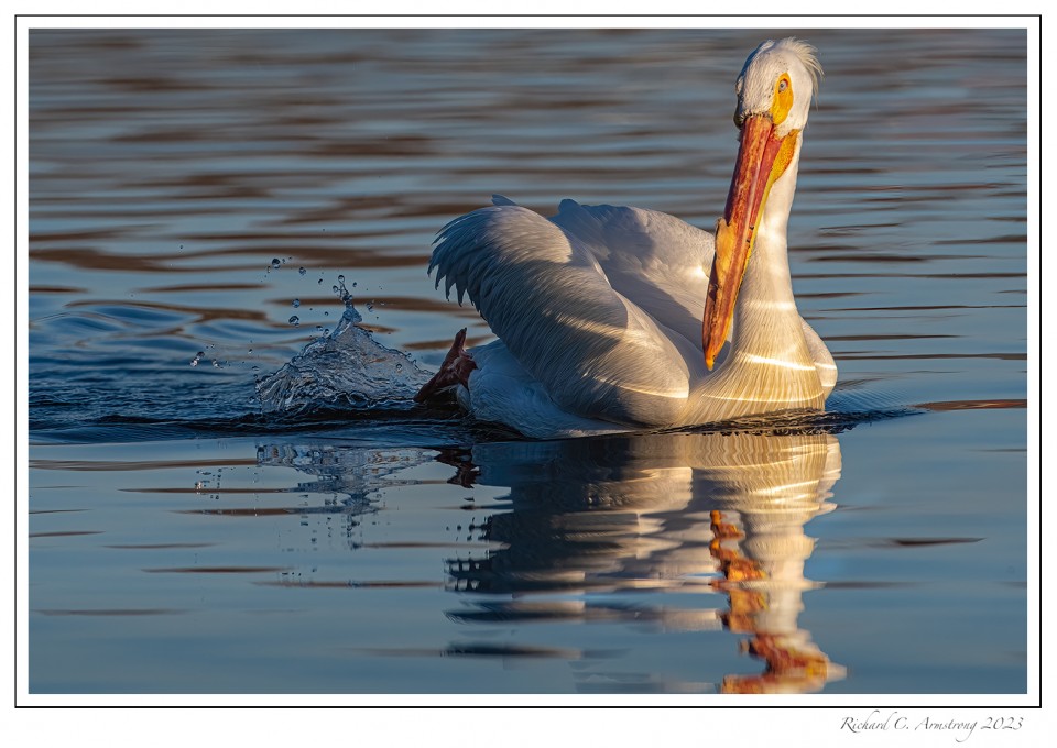 American-white-pelican-2-copy.jpg