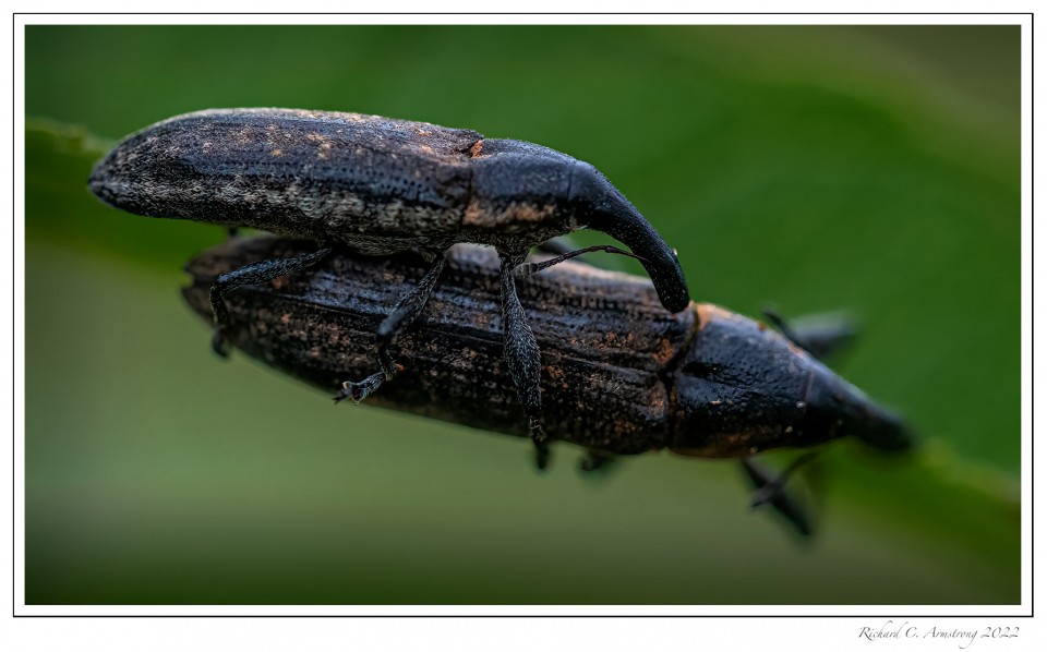 Ant-eater-bug-1-copy.jpg