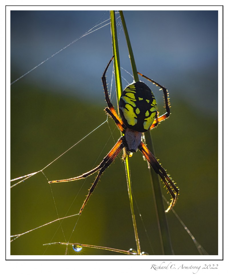 Banded-Garden-Spider-1-copy.jpg