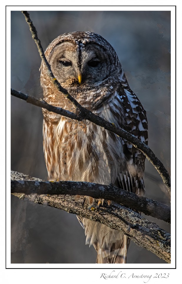 Barred-Owl-1-copy.jpg