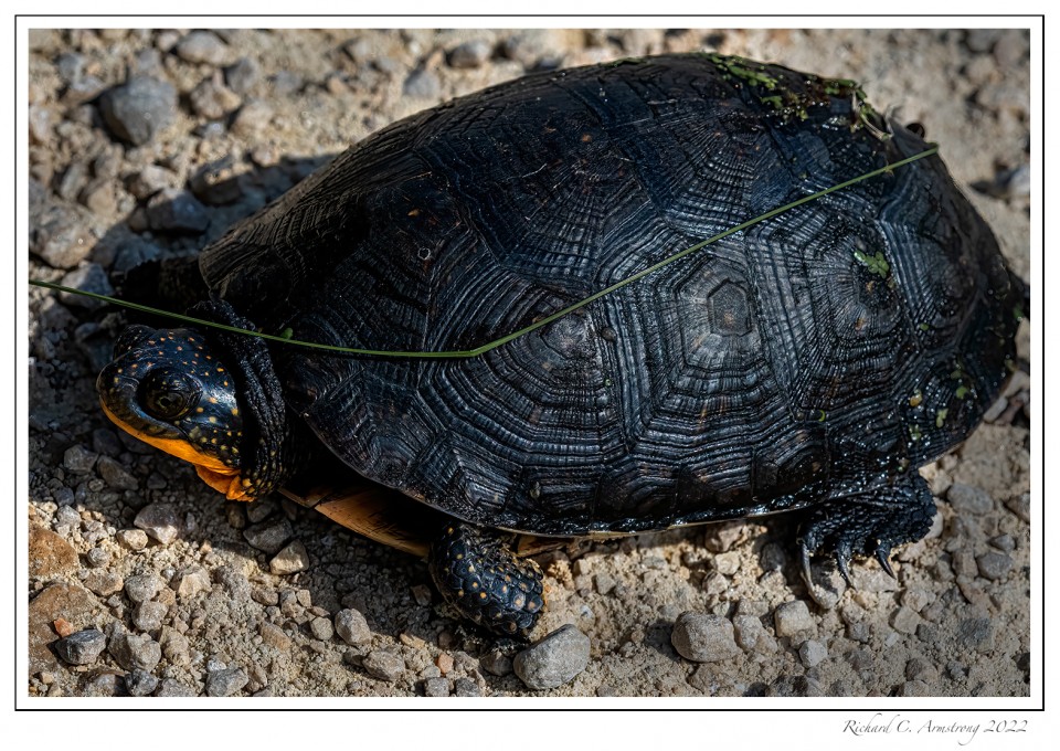 Blandings-Turtle-1-copy.jpg