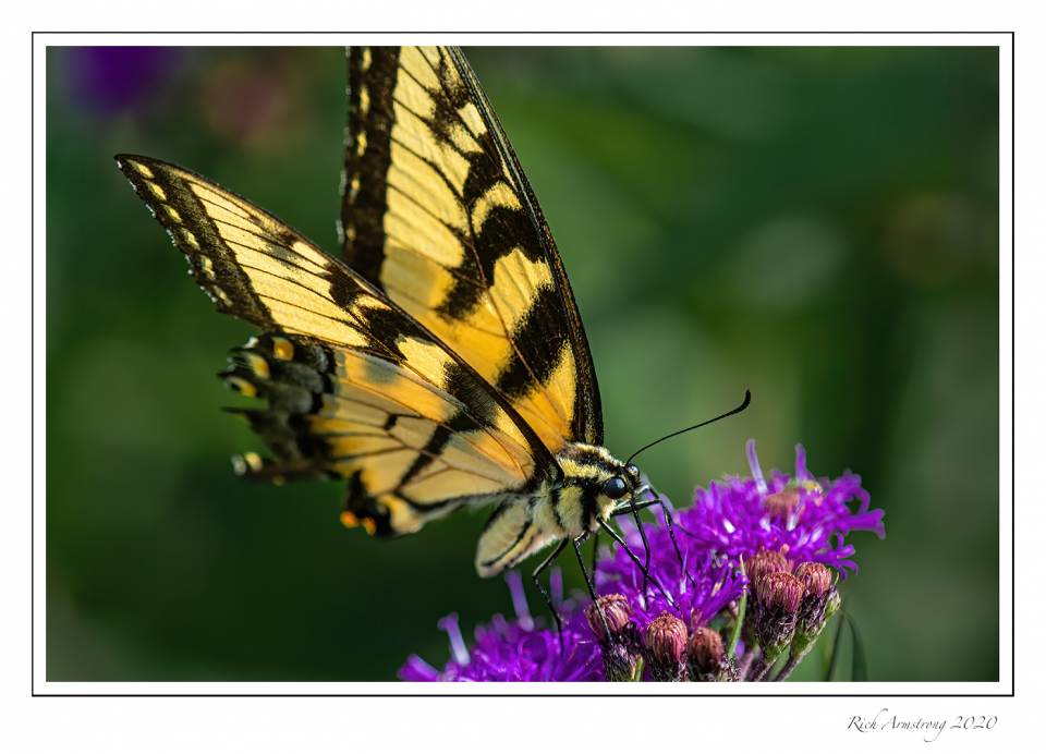 Canadian-Tiger-Swallowtail-4-copy.jpg