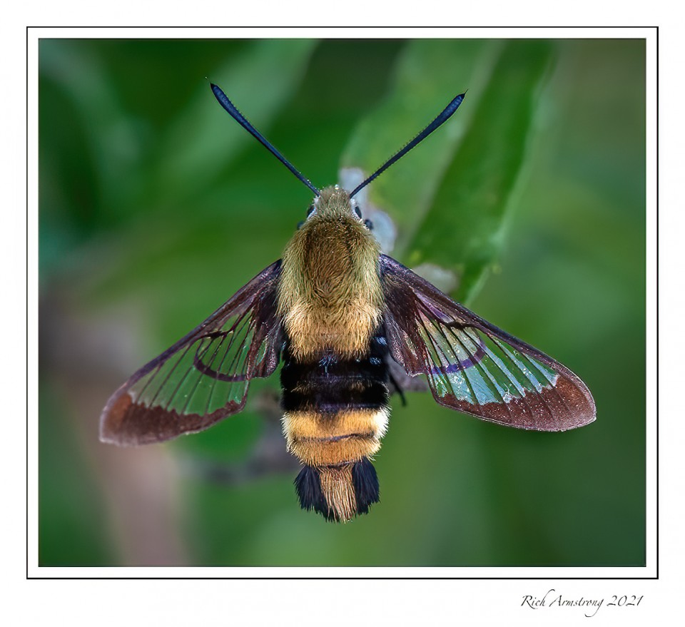 Clear-winged-moth-1-copy.jpg