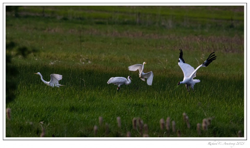 Cranes-n-egrets-2-copy.jpg
