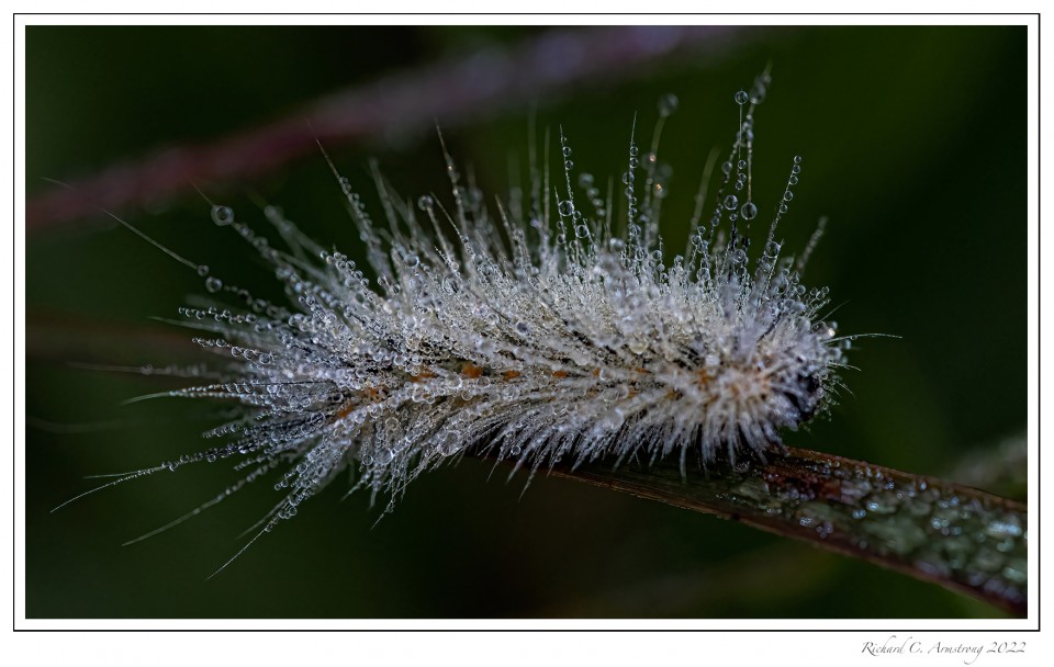 Dew-drops-on-caterpillar-copy.jpg