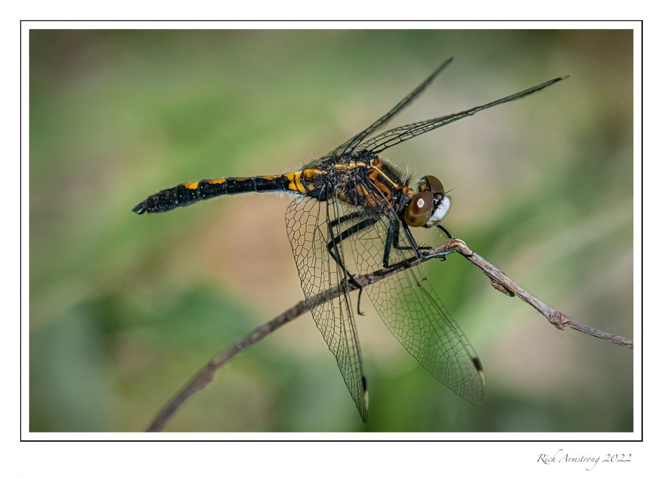 Dot-tailed-Whiteface,-Immature-male.ipg.jpg