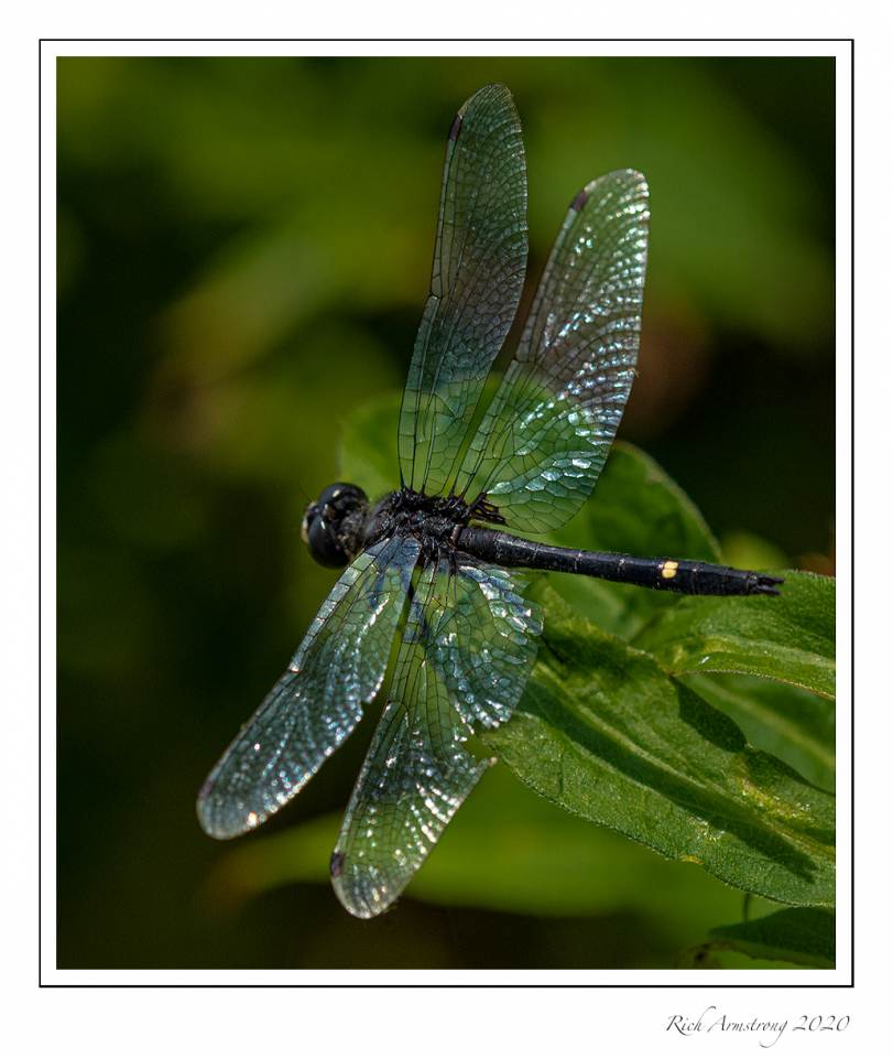 Dragonfly-1a.jpg