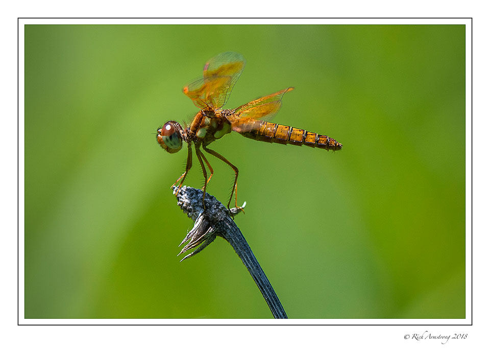 Dragonfly-3-copy-3.jpg