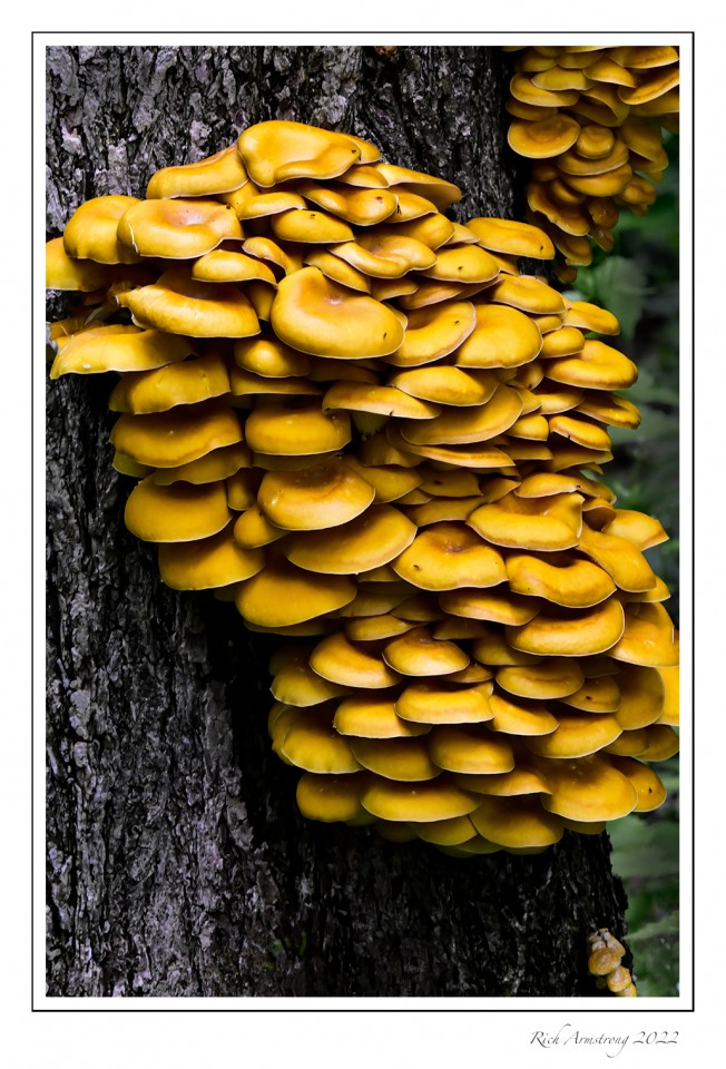 Fungi-1-copy.jpg