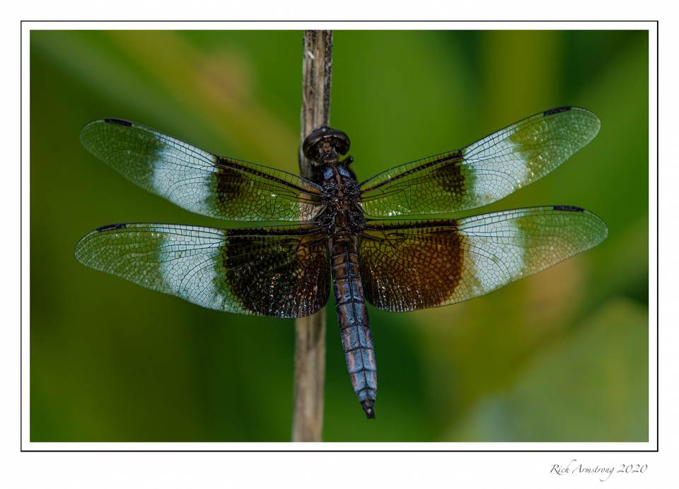 GP-dragonfly-1.jpg