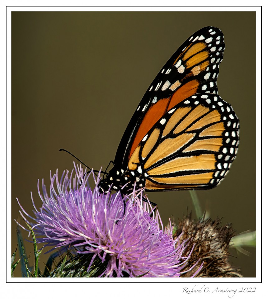 Monarch-butterly-1-copy-2.jpg