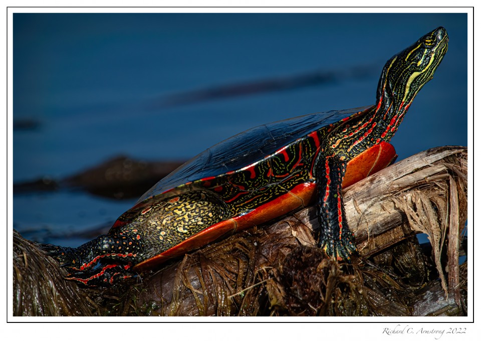 Painted-turtle-1..jpg