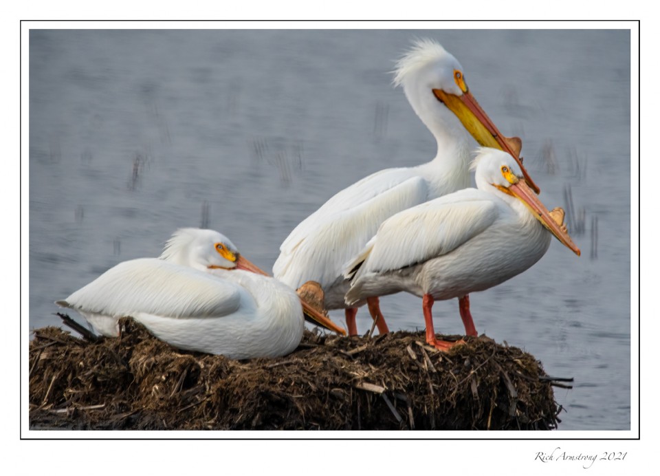 Pelicans-03-21.jpg