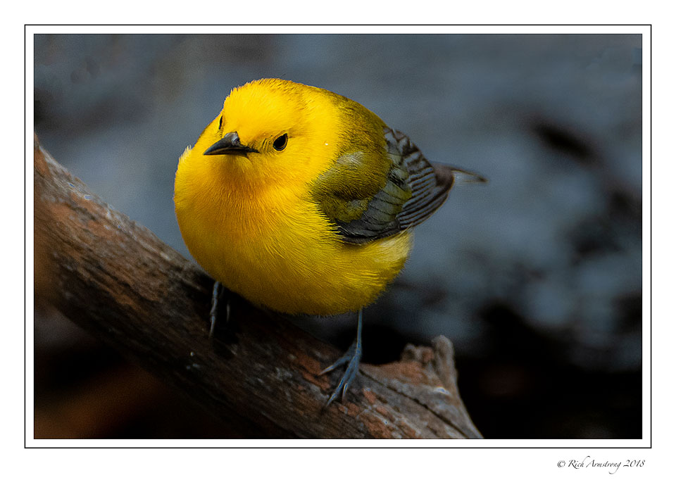 Prothonotary-warbler-1.jpg