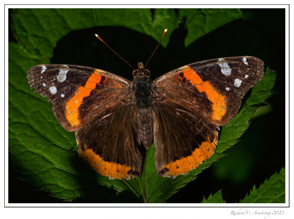Red-Admiral-Butterfly-1-copy.jpg