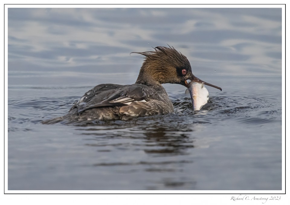 Red-breasted-merganser-with-fish-1-copy-2.jpg