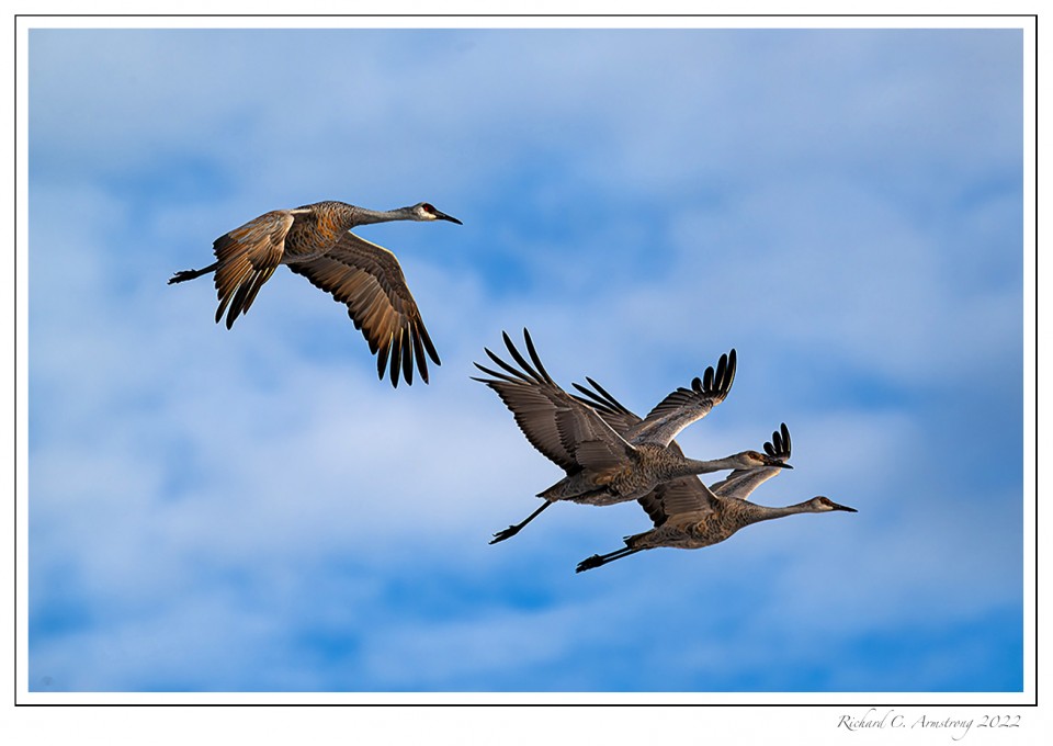 Sandhill-cranes-1-copy.jpg