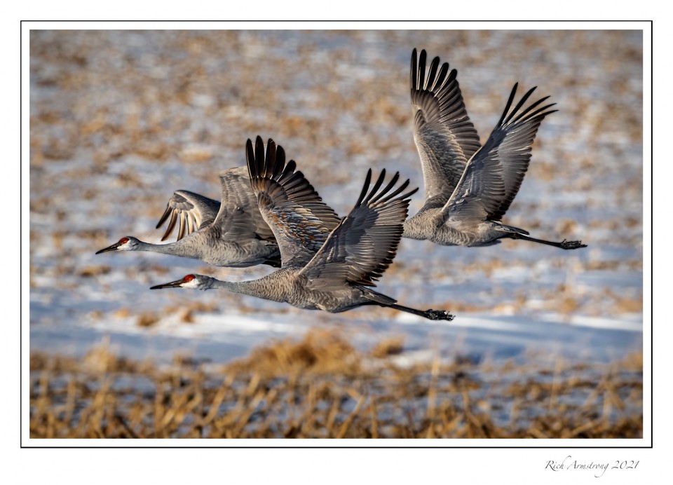 Sandhill-cranes-1g-copy-2.jpg
