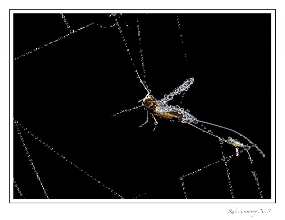 Spider-food-1-copy-2.jpg