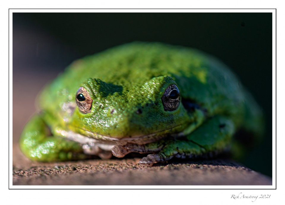 Tree-Frog-1-copy-2.jpg