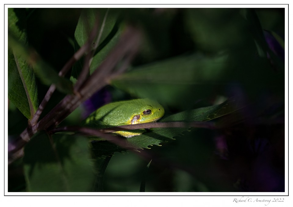 Tree-frog-1-copy-2.jpg