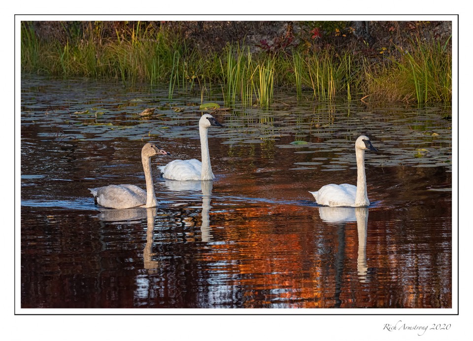 Trumpeter-swan-family-1-copy.jpg