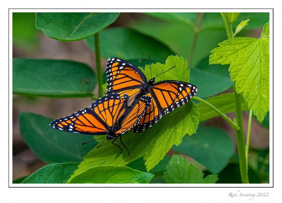 Two-Viceroy-butterflies-1-copy.jpg