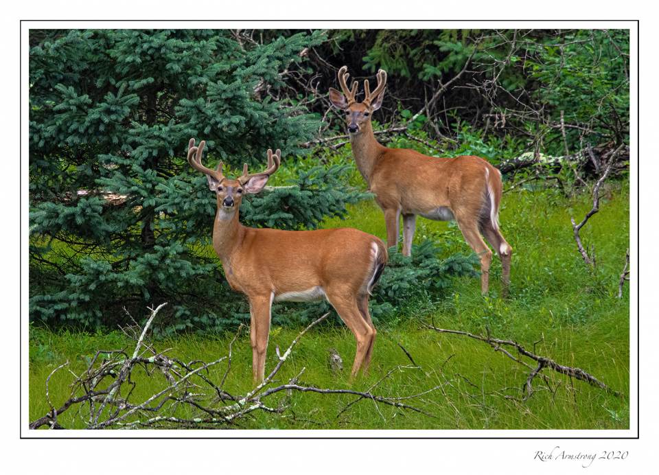 White-tailed-bucks-3.jpg