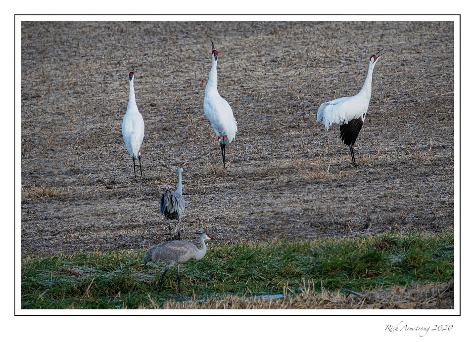 Whooping-cranes-Unison-call-1-copy.jpg