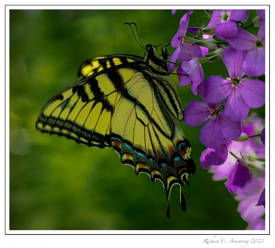 Yellow-Swallowtail-Butterfly-copy.jpg