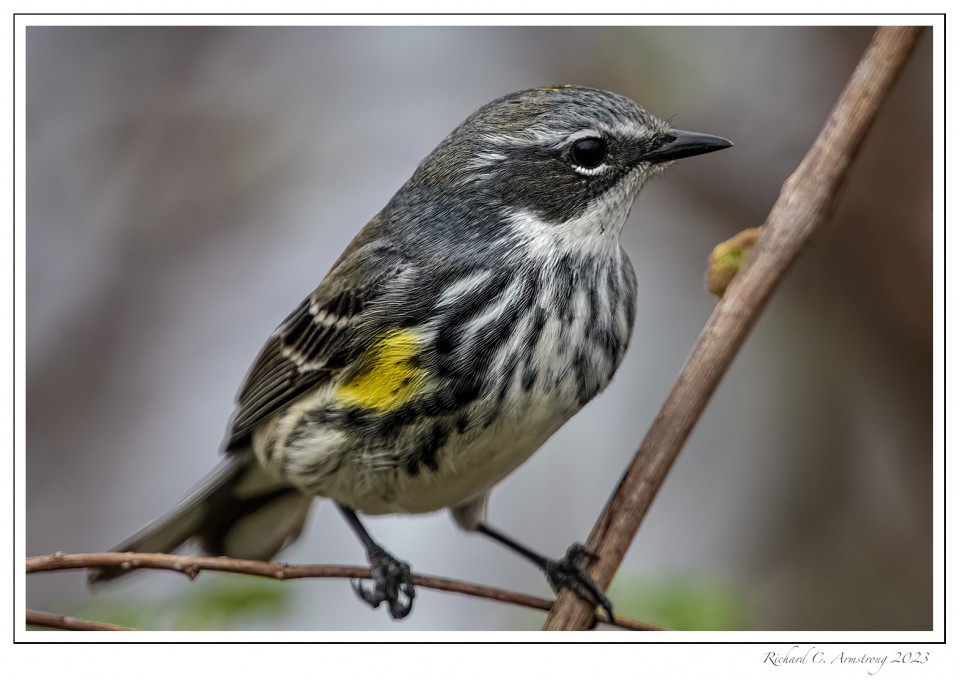Yellow-rumped-warbler-1-a-copy.jpg