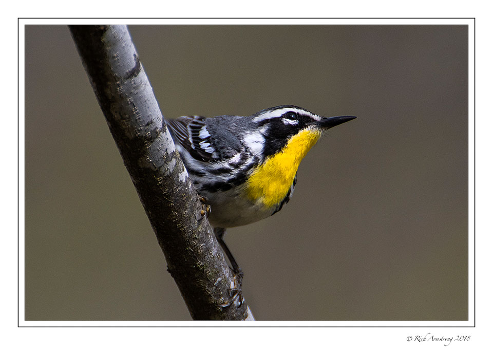 Yellow-throated-warbler-1-copy-copy.jpg
