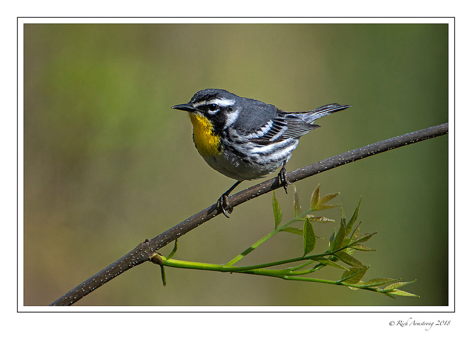 Yellow-throated-warbler-2-copy.jpg