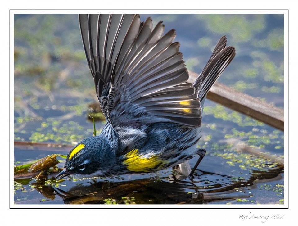 Yellowrump-warbler-wing-spread-1-copy-2.jpg