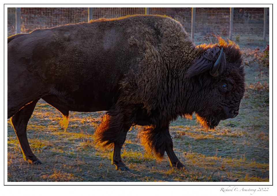 bison-5.jpg