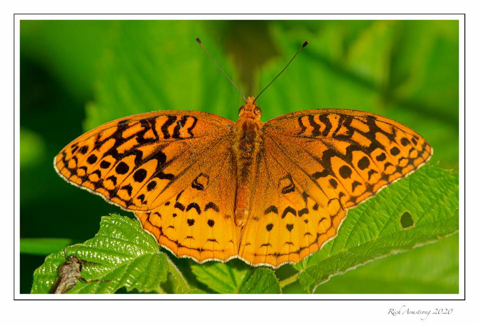 butterfly-1a.jpg