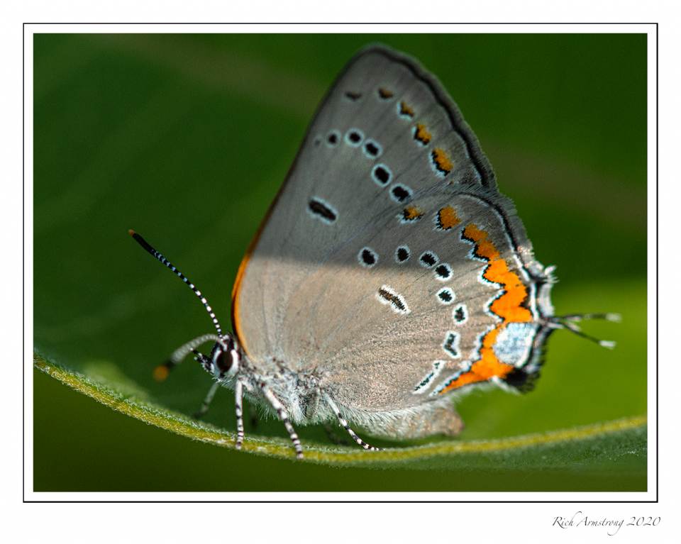 butterfly-2a.jpg