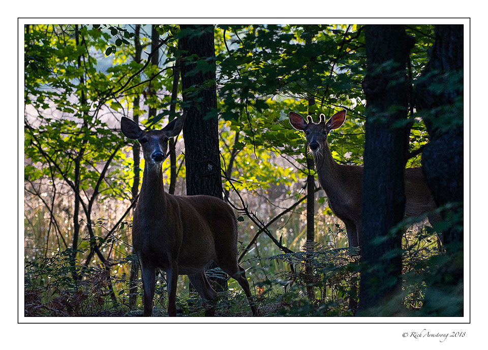 deer-silouette-copy.jpg
