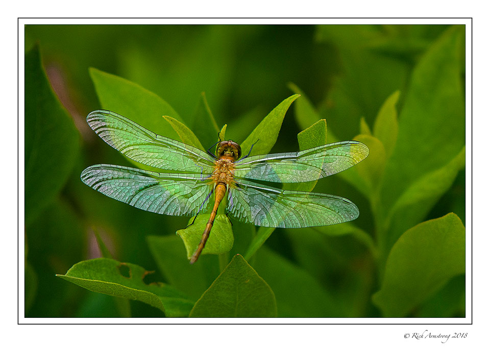 dragonfly-1-copy-2.jpg