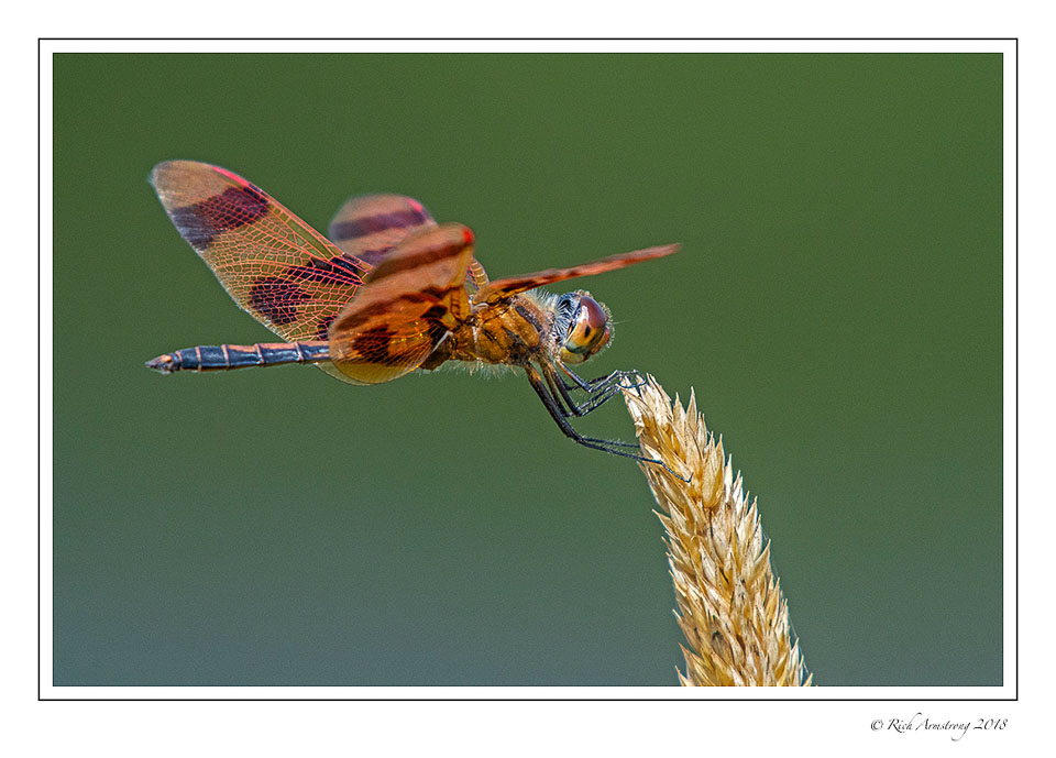 dragonfly-1-copy-3.jpg