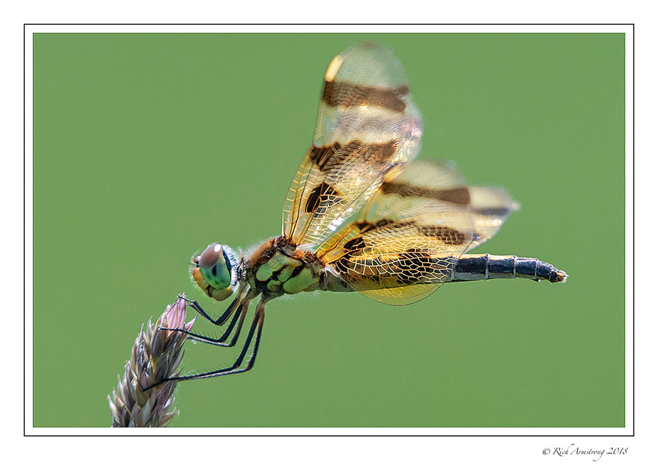 dragonfly-10-copy.jpg