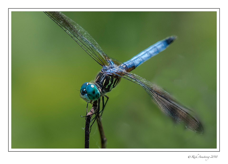dragonfly-14-copy.jpg
