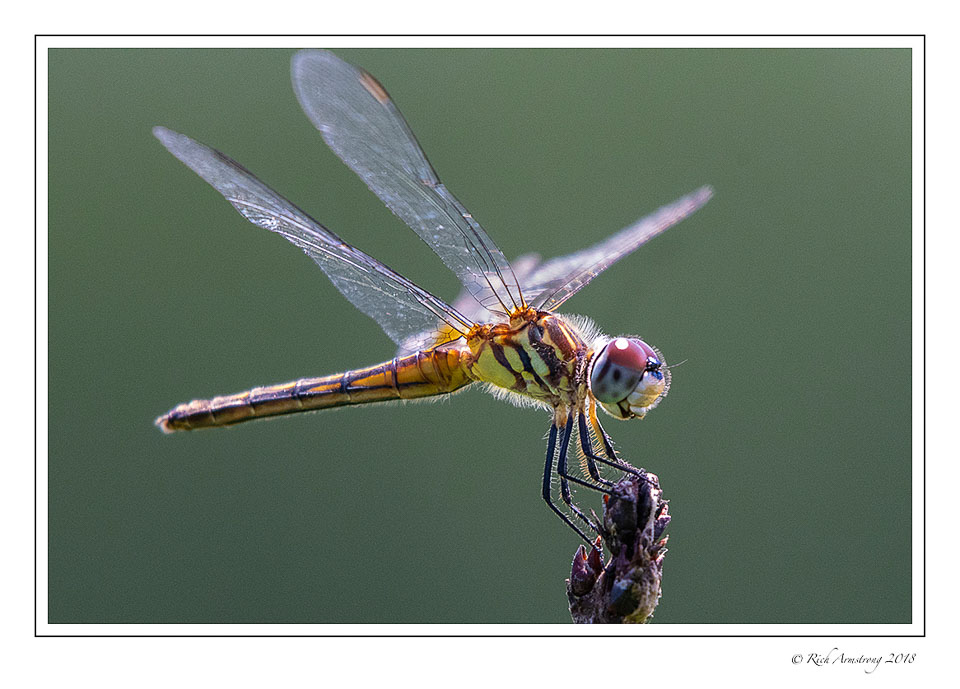 dragonfly-15-copy.jpg
