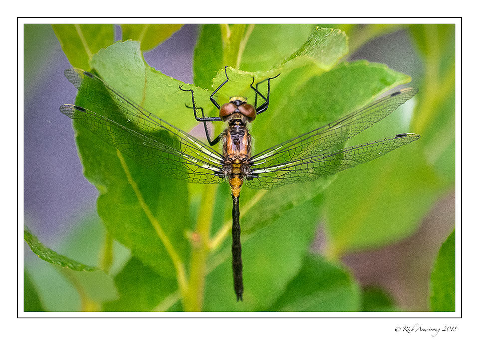 dragonfly-2-copy.jpg