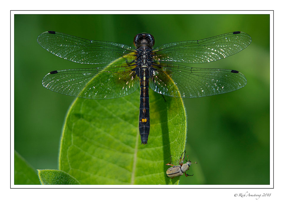 dragonfly-3-copy-2.jpg