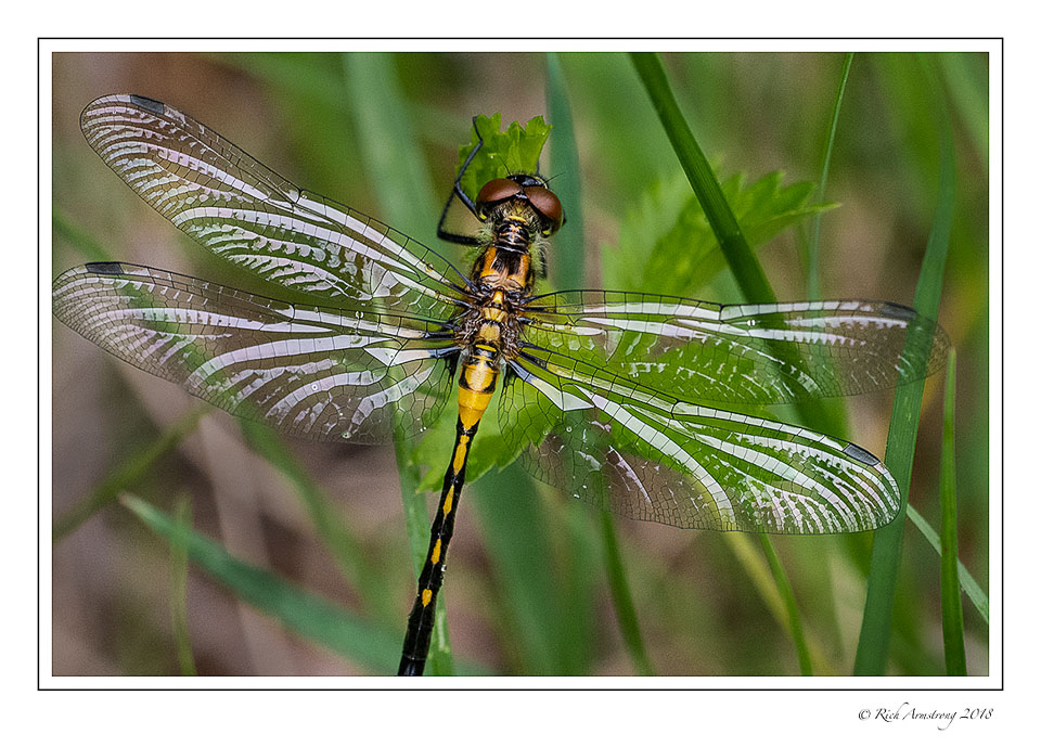 dragonfly-3-copy.jpg
