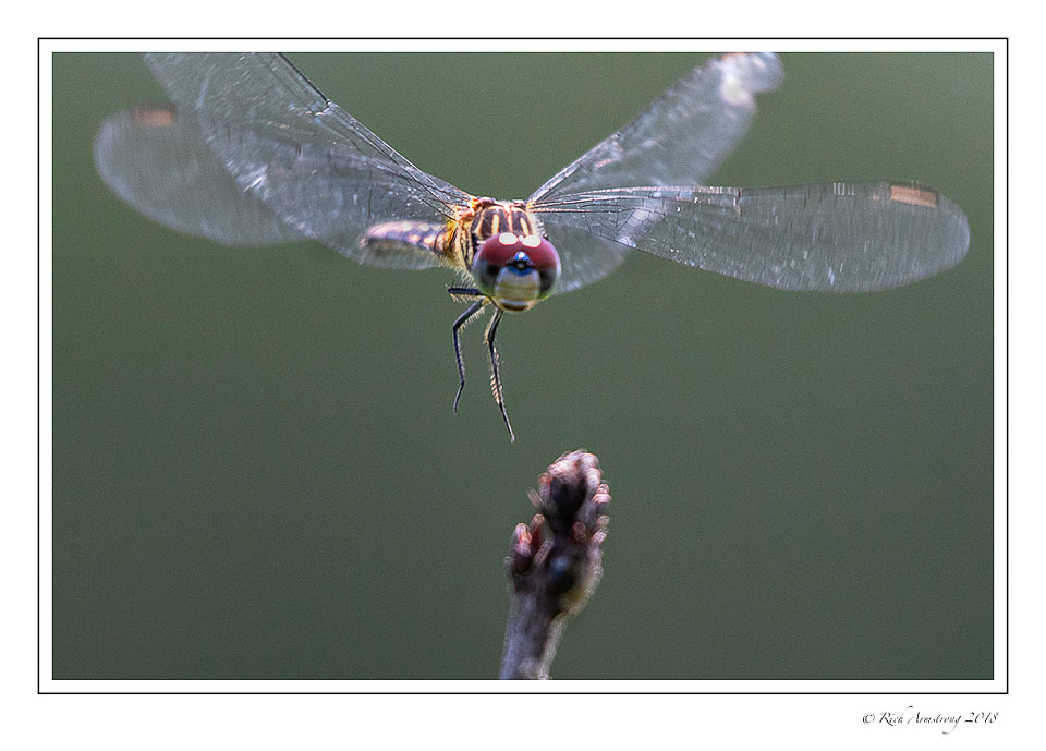 dragonfly-5-copy.jpg