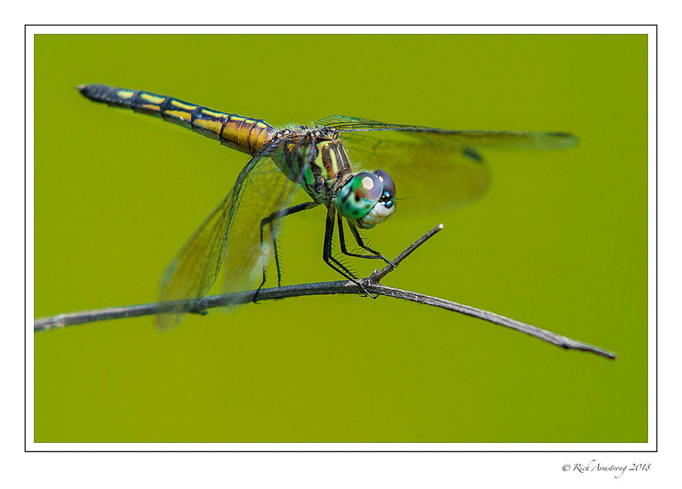dragonfly-7-copy.jpg
