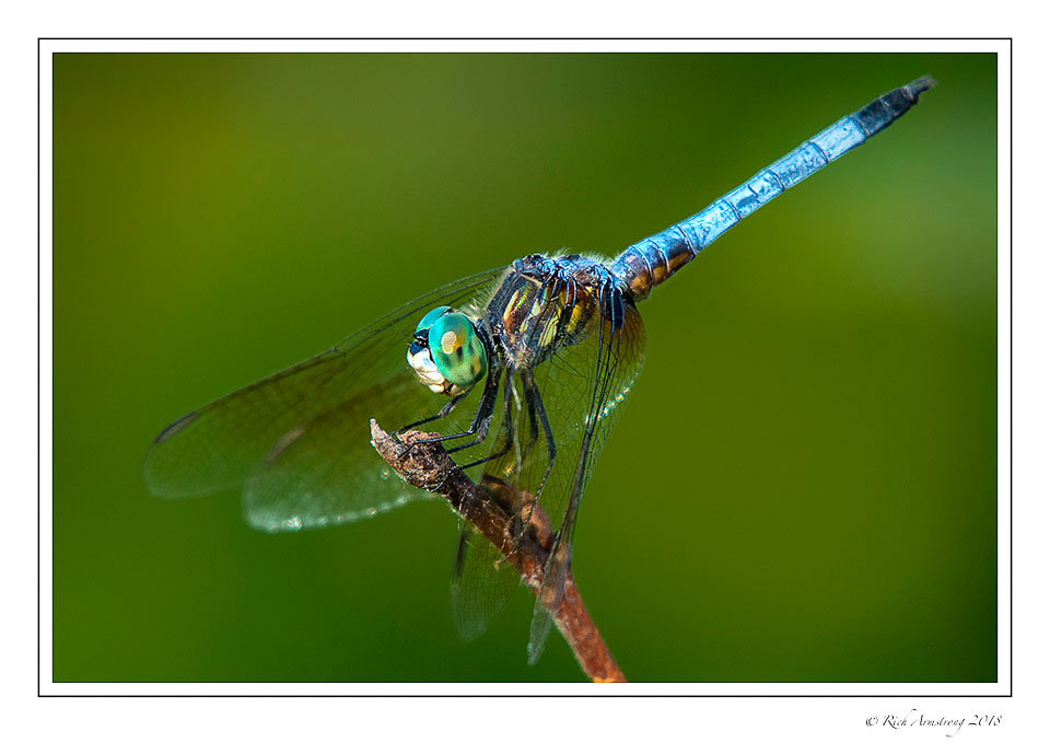 dragonfly-8-copy.jpg