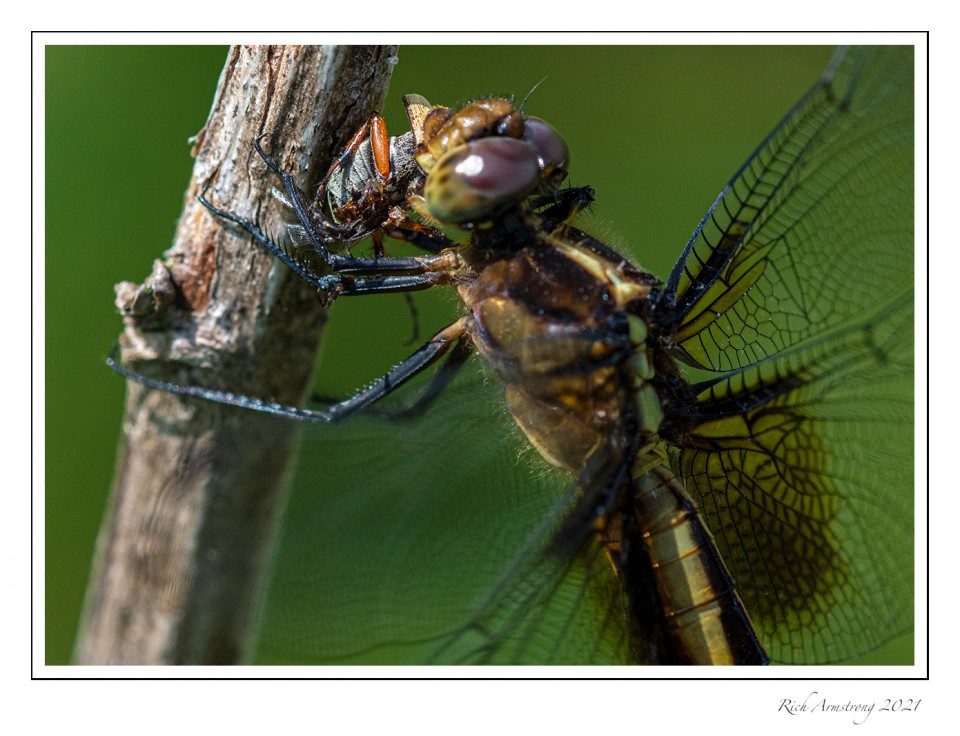 dragonfly-eating-copy-2.jpg